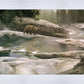 Uzumati - Great Bear of Yosemite