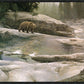 Uzumati - Great Bear of Yosemite
