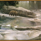Uzumati - Great Bear of Yosemite