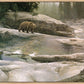 Uzumati - Great Bear of Yosemite