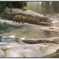 Uzumati - Great Bear of Yosemite