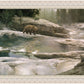 Uzumati - Great Bear of Yosemite