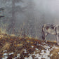 Silent Snows