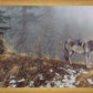 Silent Snows