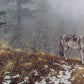 Silent Snows