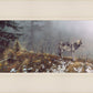 Silent Snows