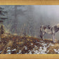 Silent Snows