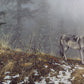 Silent Snows
