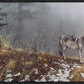 Silent Snows