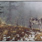 Silent Snows