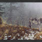 Silent Snows