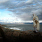 Alone Shepherd