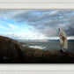 Alone Shepherd