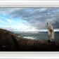 Alone Shepherd