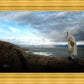 Alone Shepherd