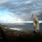 Alone Shepherd