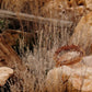 Golgotha