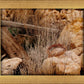 Golgotha