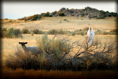 In Search of the One