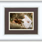 The Comforter