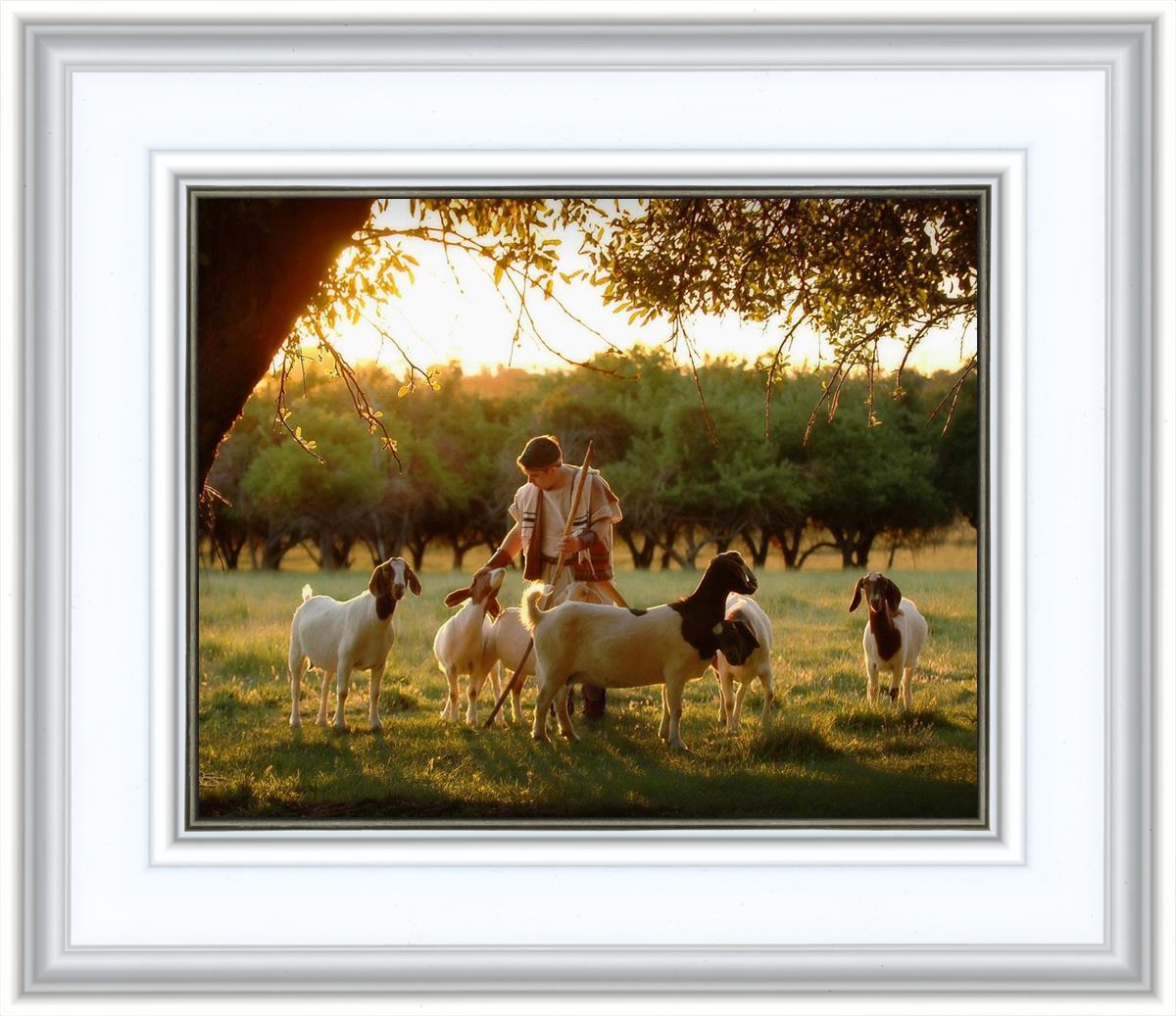 Tending the Flock