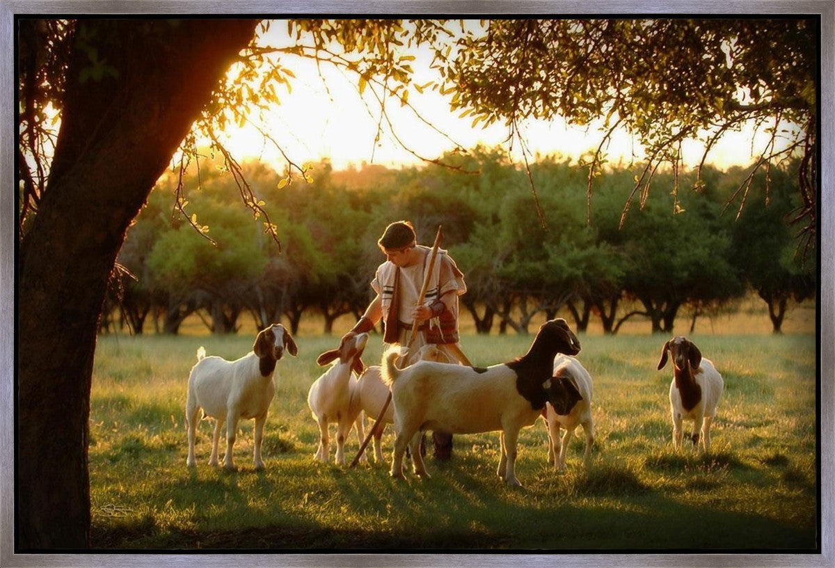 Tending the Flock Gallery Wrap