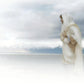 The Bridegroom Cometh