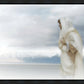 The Bridegroom Cometh