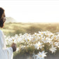 Consider The Lilies