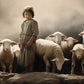 Of Lambs and Shepherds