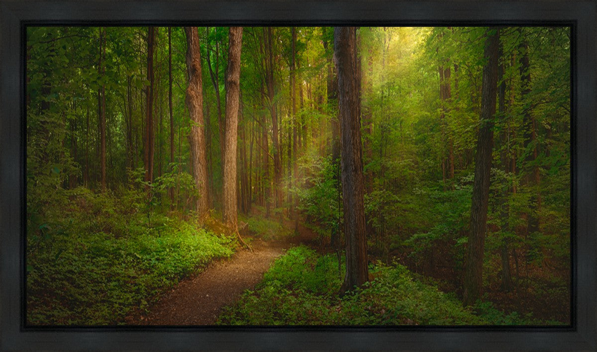 Sacred Grove Gallery Wrap