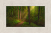 Sacred Grove