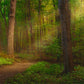 Sacred Grove Gallery Wrap