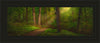 Sacred Grove