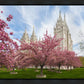 Salt Lake Spring Blossoms