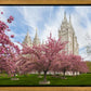 Salt Lake Spring Blossoms
