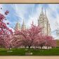 Salt Lake Spring Blossoms
