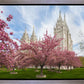 Salt Lake Spring Blossoms