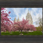 Salt Lake Spring Blossoms