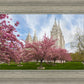Salt Lake Spring Blossoms