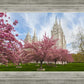 Salt Lake Spring Blossoms