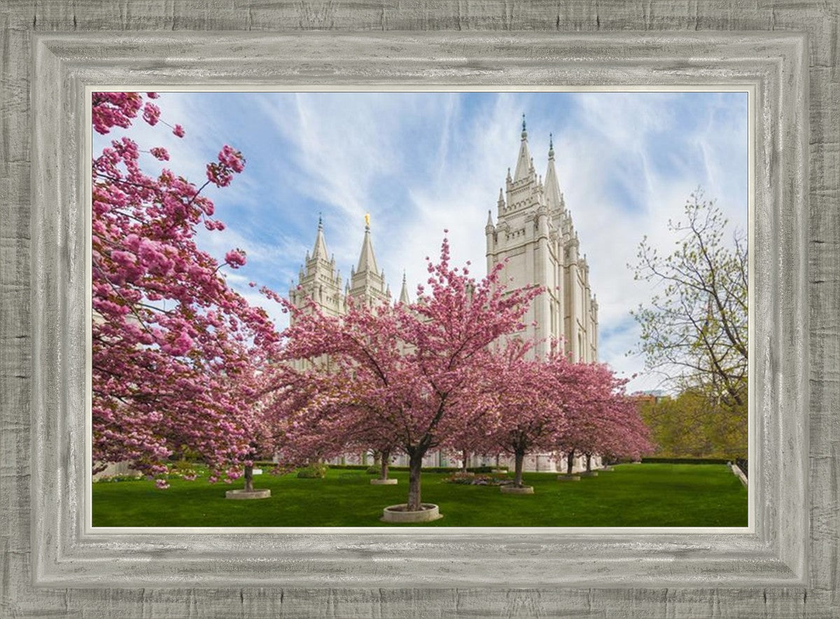 Salt Lake Spring Blossoms