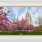 Salt Lake Spring Blossoms