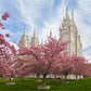 Salt Lake Spring Blossoms