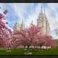 Salt Lake Spring Blossoms
