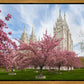 Salt Lake Spring Blossoms