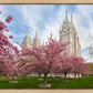 Salt Lake Spring Blossoms