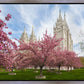 Salt Lake Spring Blossoms
