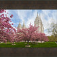 Salt Lake Spring Blossoms