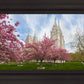 Salt Lake Spring Blossoms